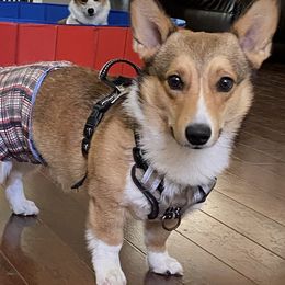 Charlie - Pembroke Welsh Corgi
