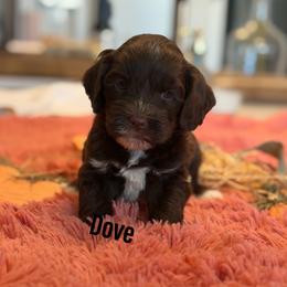 Dove - Chocolate female Australian Labradoodle puppy in Nashville, Tennessee from SF Australian Labradoodles