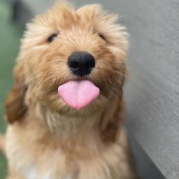 Orange - Apricot female Goldendoodle puppy in Medina, Ohio from Farmer Doodles