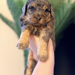 Ice Cream - Purple - Merle female Bernedoodle puppy in Charleston, South Carolina from Palm Belle Doodles