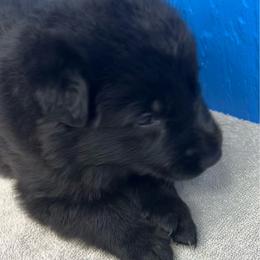 Girl 1-pink - Black female German Shepherd puppy in Sharon Grove, Kentucky from Julie’s Shepherds