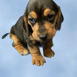 Boy 2 - Black white and tan male Beagle puppy in Laveen, Arizona from Dior & Gunner's beagle adventure