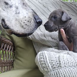 Great Dane Puppies from Harrison Danes
