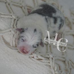 American Corgi and Pembroke Welsh Corgi Puppies from Magnolia Creek Corgis