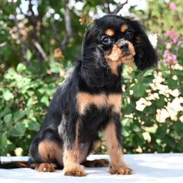 Sofie - Black and tan female Cavapoo puppy in Lawton, Oklahoma from Lindsey’s Cavies