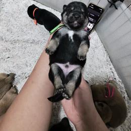 Kuma- bear green collar - Black and tan male Shiba Inu puppy in Lehigh Acres, Florida from SWFL Happy Dogs