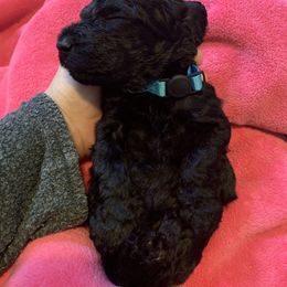 Goldendoodle Puppies from Little Doodle Love