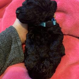 Goldendoodle Puppies from Little Doodle Love