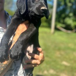 Boy 1 - Black male Companion Cross puppy in Montrose, Michigan from Spraggins Sweet Acres