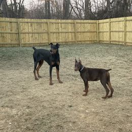 Doberman Pinscher Puppies from Lilo & Stitch Kennels