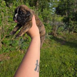 Girl 3 - Brindle female Boxer puppy in Billings, Missouri from Azaleas Euro Boxers & Boston Terriers