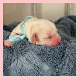 Boy 3 - Blenheim male Cavachon puppy in Smoot, Wyoming from Designer Mountain Mutts