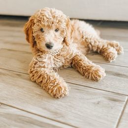 Bernedoodle, Goldendoodle, and Sheepadoodle Puppies from High Desert Doodles