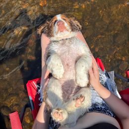 English Springer Spaniel Puppies from Poskin Lake Springer Spaniels