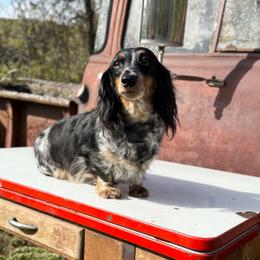 Weenie - Dachshund