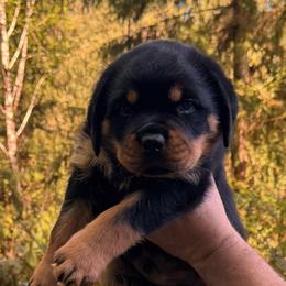 Red Boy - Black and mahogany male Rottweiler puppy in Longview, Washington from Winters Rotties