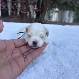 Mojo - White male Maltipoo puppy in Raleigh, North Carolina from Loveable Litters