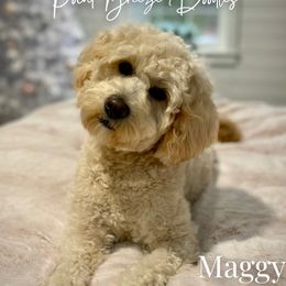 Maggy - Goldendoodle
