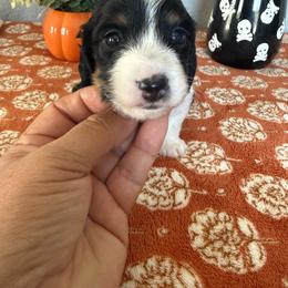 Maison Perrier - Piebald male Dachshund puppy in Temecula, California from Naomi Magee's Dachshund Kennel