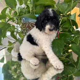 Bali - Parti female Poodle puppy in Los Angeles, California from Exquisite Doodles