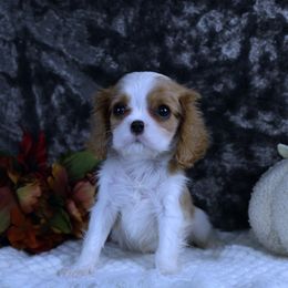 Boston Terrier, Cavalier King Charles Spaniel, French Bulldog, and Golden Retriever Puppies from Promise Land