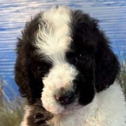 Atticus - Parti Poodle puppy in Urbana, Missouri from Shellie’s Poodle Patch