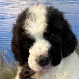 Atticus - Parti Poodle puppy in Urbana, Missouri from Shellie’s Poodle Patch