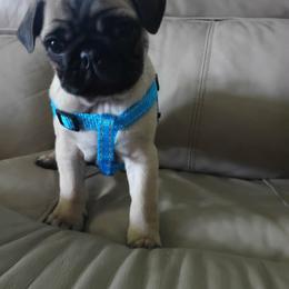 Blue boy - Fawn male Pug puppy in Bainbridge, Ohio from Snuggle Pugs