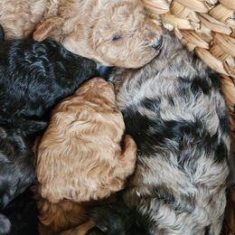 Cavapoo and Poodle Puppies from Blue Meadow Puppies