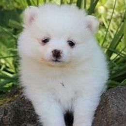 Pomeranians from Rhoda's Precious Poms