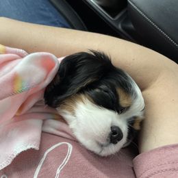 Cavalier King Charles Spaniel Puppies from Cassie’s Cavaliers