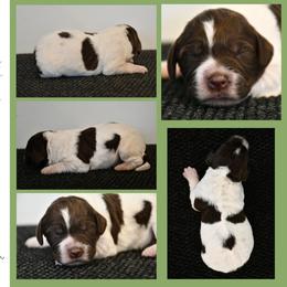 Skye - Liver roan female Brittany puppy in Hollidaysburg, Pennsylvania from Royal Flush Farms