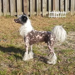 Hex - Chinese Crested
