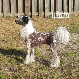 Hex - Chinese Crested
