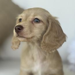 Holden - Cream male Dachshund puppy in Bentonville, Arkansas from Boujee Buns Dachshunds