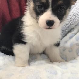Pembroke Welsh Corgi Puppies from Amatskennel - Stubby Tails Ranch