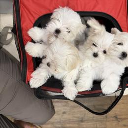 Purple - White female Maltese puppy in Anderson, South Carolina from Blossoming Gem’s Maltese