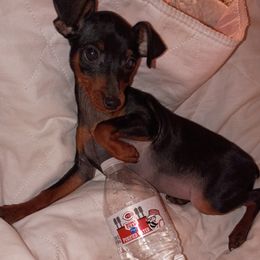 ZARA (2 lbs 7 oz)  Black and Rust - Black and rust female Miniature Pinscher puppy in Cincinnati, Ohio from ALL AMERICAN K9 LLC