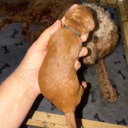 Black Collar - Red  male Goldendoodle puppy in Winchester, Tennessee from Mahaffey’s Doodles