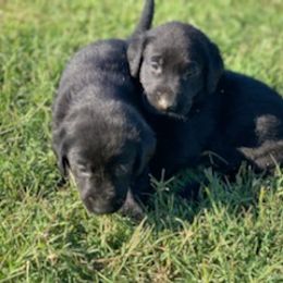 Labrador Retriever Puppies from Fatcity Labradors