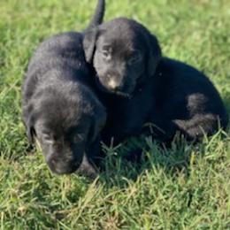 Labrador Retriever Puppies from Fatcity Labradors