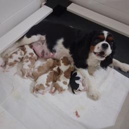 Cavalier King Charles Spaniel puppies from God's Designs Cavaliers