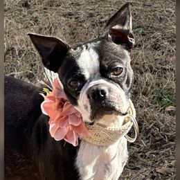 Halo - Boston Terrier