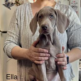 Ella - Silver gray female Weimaraner puppy in Aitkin, Minnesota from Whispering’s GunDogs