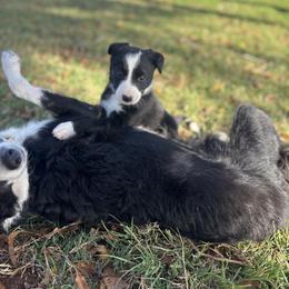 Border Collie Puppies from MACs Border Collies