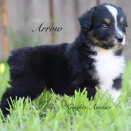 Arrow - Black tri-color male Australian Shepherd puppy in Ceres, California from Knight's Aussies