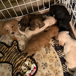 Dachshund Puppies from Witchy Woman’s Wiener’s