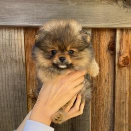 Cooper - Orange sable male Pomeranian puppy in Citrus Heights, California from Yev and Marina's Pomeranians (AKC)