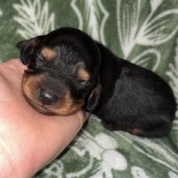 Hank - Black and tan male Dachshund puppy in Goldthwaite, Texas from Mini Mama Dachshunds