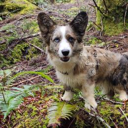 American Corgi and Cardigan Welsh Corgi Puppies from There and Back Again Corgis
